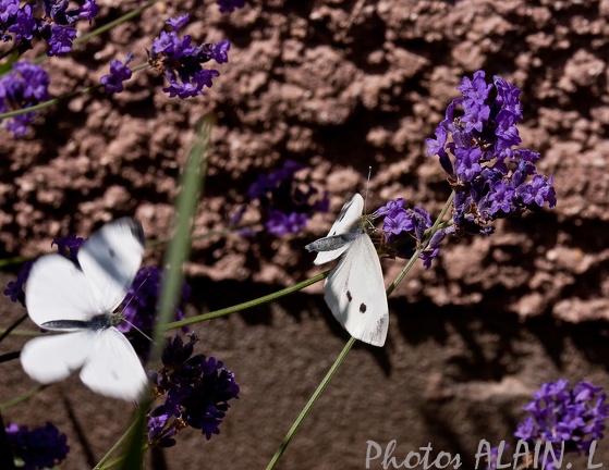 Papillons blancs - 2 Pierides