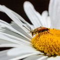coleoptere - Bon pollen