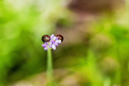 Coléoptères sur fleur de lavande
