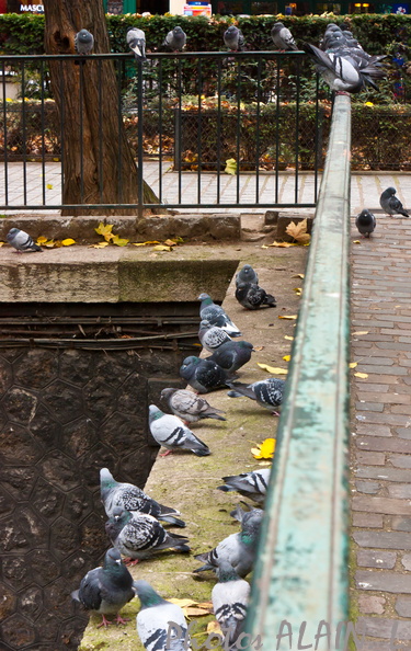 Canal St Martin - Les pigeons