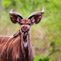 Thoiry - Antilope