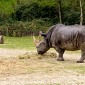 Thoiry - Le rhinoceros