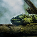 Thoiry - Reptile vert