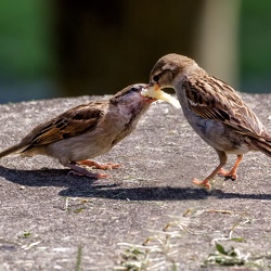 Oiseaux / Birds