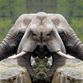 Elephants face to face.jpg