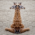 Girafe face to face.jpg