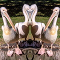 Pelican face to face.jpg