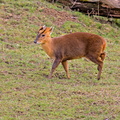 Sologne - Beauval - Muntjac