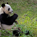 Sologne - Beauval - Panda geant 5