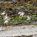 Bretagne becasseaux sanderling.jpg